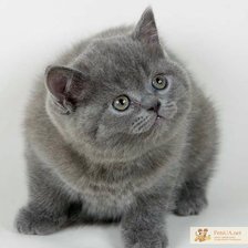 Схема вышивки «котик»