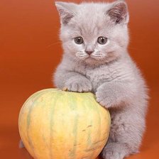 Схема вышивки «Котёнок»