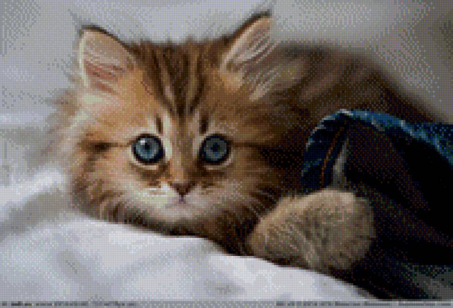 Котик - котята - предпросмотр