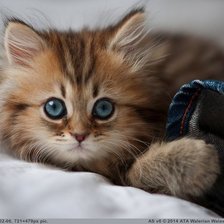 Схема вышивки «Котик»