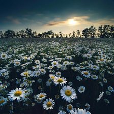 Схема вышивки «ромашки»