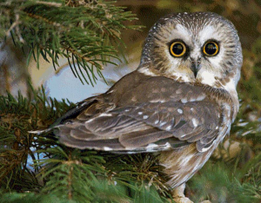 Серия "Пернатые" - птицы, глаза, сова, взгляд, природа - предпросмотр