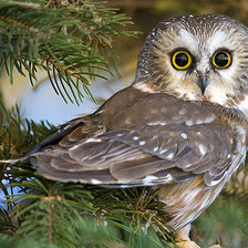 Схема вышивки «Серия "Пернатые"»