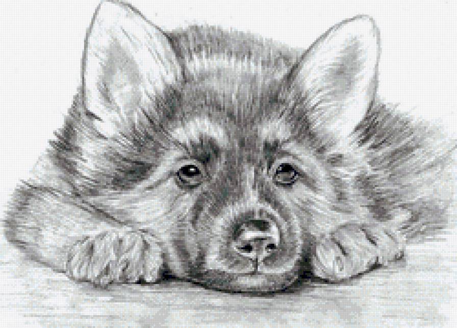 Верный - щенок, друг, черно-белое - предпросмотр