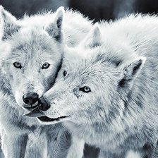 Схема вышивки «Волки ч/б»