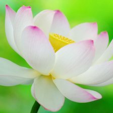 Схема вышивки «нежность»