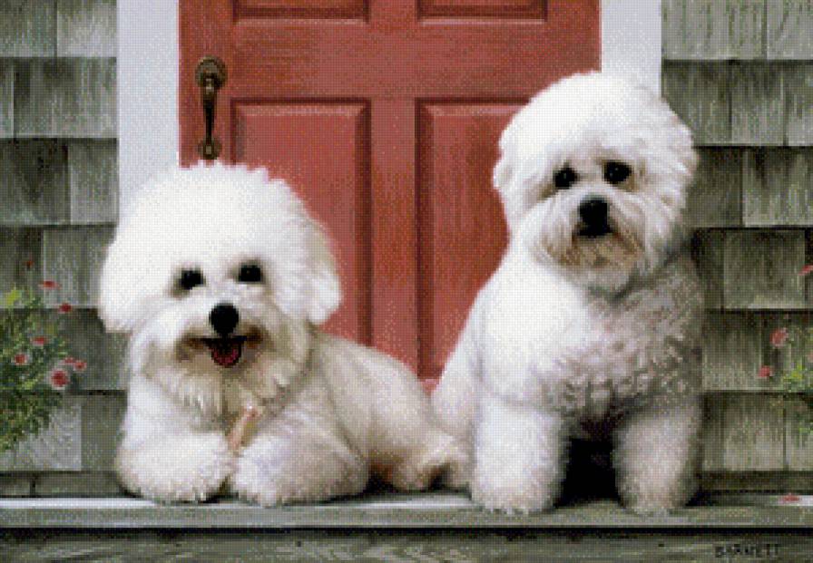 милахи - порода, собака - предпросмотр