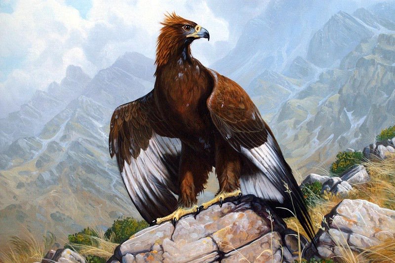 хищная птица - птицы, орел - оригинал