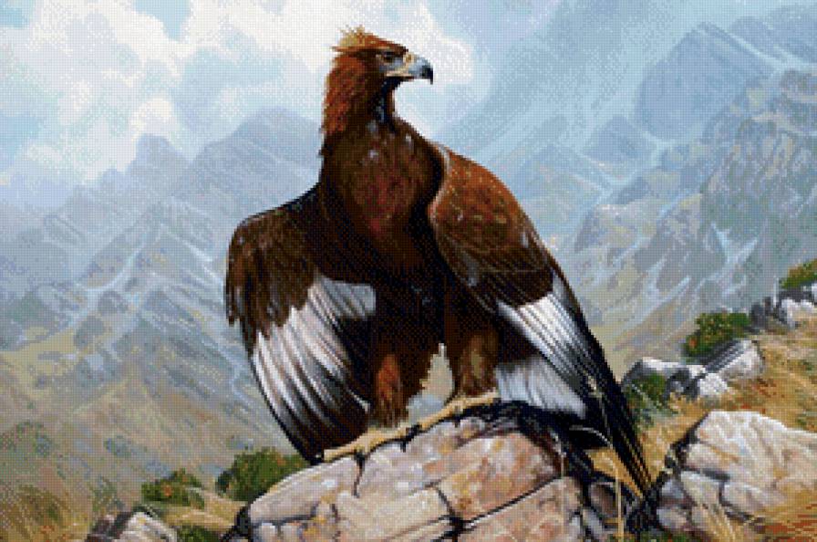 хищная птица - птицы, орел - предпросмотр