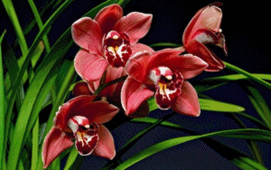 Орхидея - цветы, орхидея - предпросмотр
