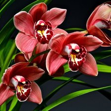 Схема вышивки «Орхидея»