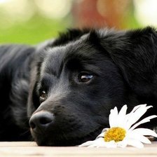 Схема вышивки «друг»