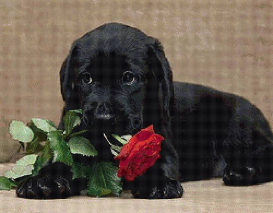 щенок с розой - животные, собаки - предпросмотр