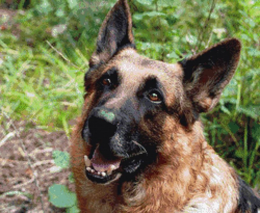 мухтар - собаки, животные - предпросмотр