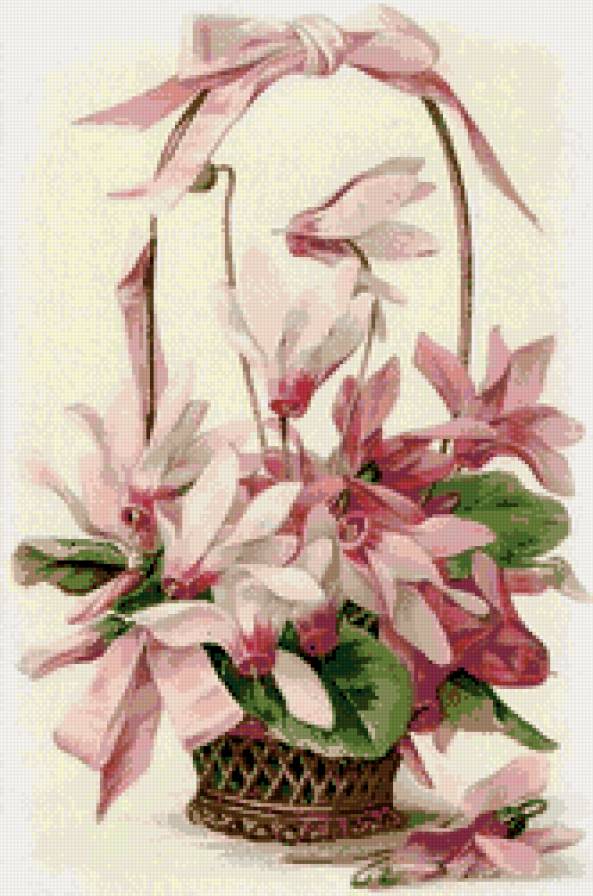 Цикломены - предпросмотр