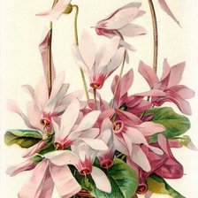 Схема вышивки «Цикломены»