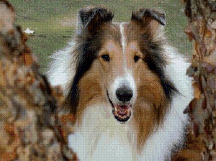 колли - предпросмотр