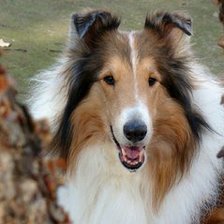 Схема вышивки «колли»