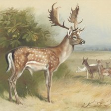 Схема вышивки «Лань (А.Thorburn)»