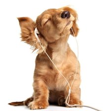 Схема вышивки «Щенок меломан»