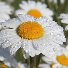 Схема вышивки «ромашка»