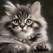 Схема вышивки «Кысонька»