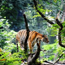 Схема вышивки «Тигр»