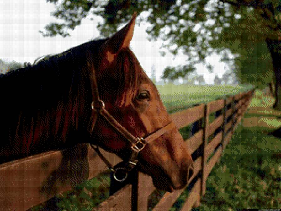 взгляд коня - предпросмотр