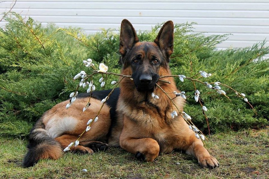немецкая овчарка - немецкая овчарка, живитные, собака - оригинал