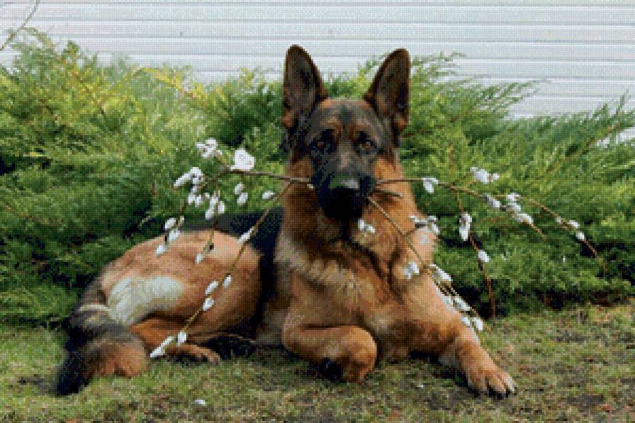 немецкая овчарка - собака, немецкая овчарка, живитные - предпросмотр