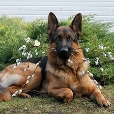 Схема вышивки «немецкая овчарка»