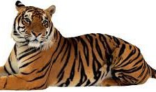 Схема вышивки «tsulgui bar»