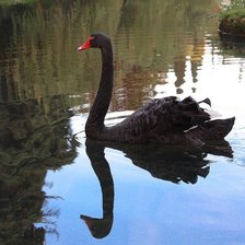 Схема вышивки «черный лебедь»