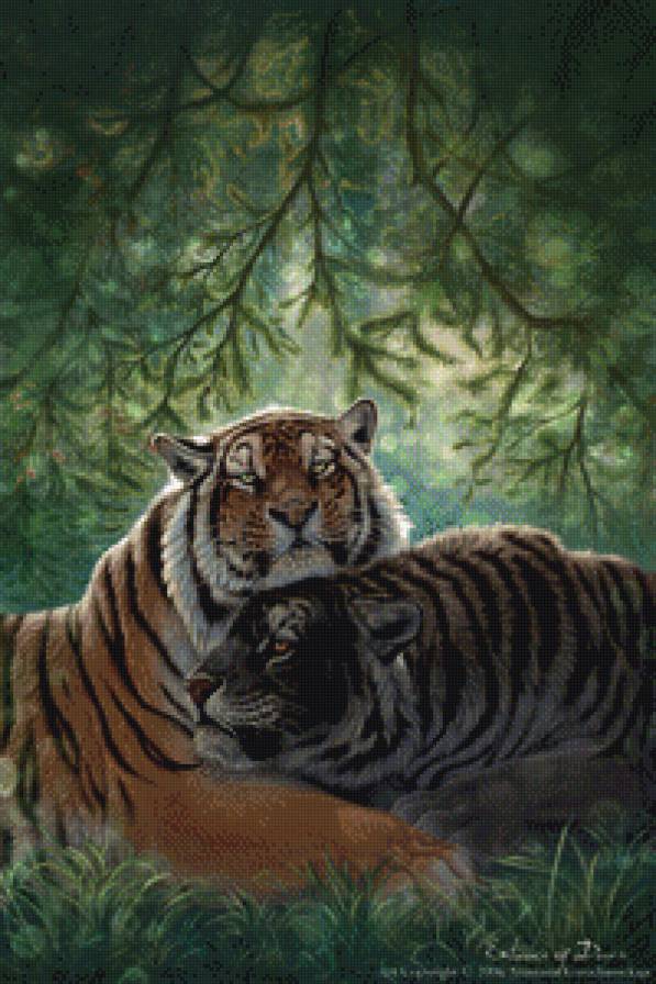 пара тигров - хищник, тигр - предпросмотр