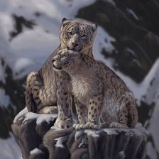 снежные барсы