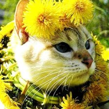 Схема вышивки «Кот в одуванчиках»