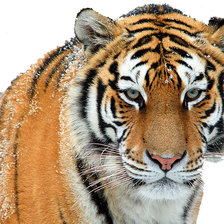 Схема вышивки «like»