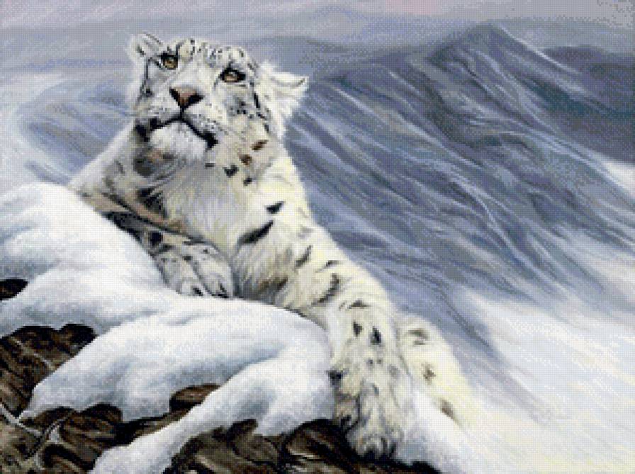 снежный барс - хищник, барс - предпросмотр
