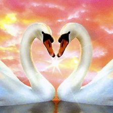 Влюбленные лебеди