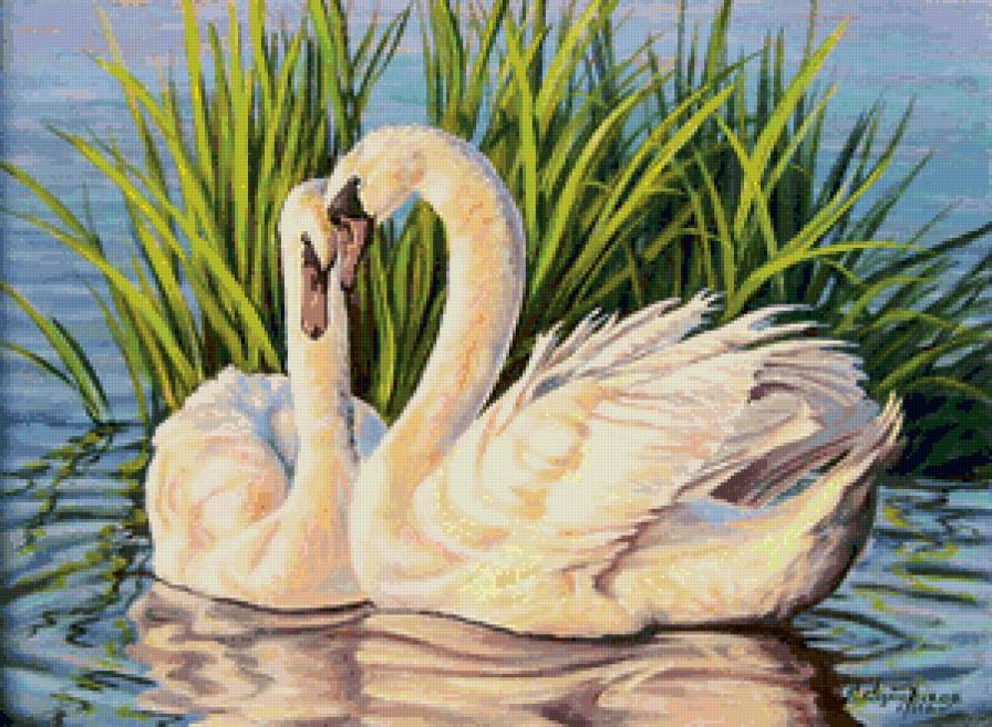 Лебединая пара - любовь, лебеди, пейзаж, природа - предпросмотр