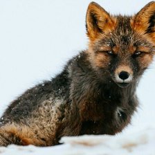 Схема вышивки «№957871»