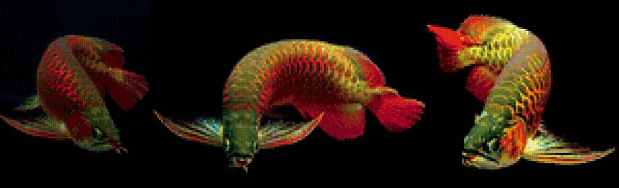 Арованы. Богатство и процветание. - рыба, дракон, процветание, богатство, символ, феншуй, арованы - предпросмотр