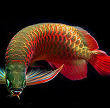 Схема вышивки «Арованы. Богатство и процветание.»