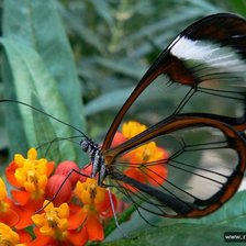 Схема вышивки «papillon»