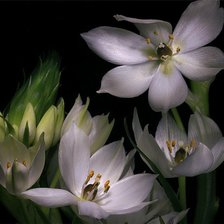 Схема вышивки «Тюльпаны»