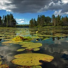 Схема вышивки «Болотце»