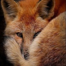 Схема вышивки «лиса»