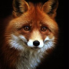 Схема вышивки «лиса»