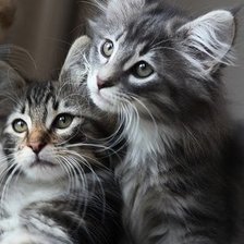 Схема вышивки «котята»