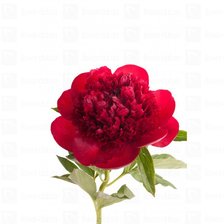 Схема вышивки «Пион»